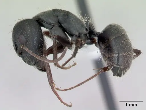 Camponotus termitarius specimen CASENT0173455 image casent0173455_3