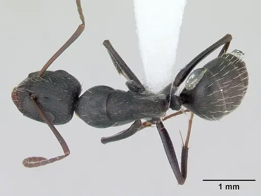 Camponotus termitarius specimen CASENT0173456 image casent0173456_1