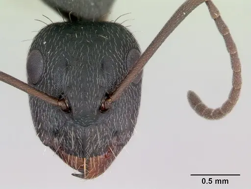 Camponotus termitarius specimen CASENT0173456 image casent0173456_2