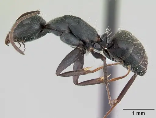 Camponotus termitarius specimen CASENT0173456 image casent0173456_3