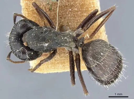 Camponotus termitarius specimen CASENT0905211 image casent0905211_1