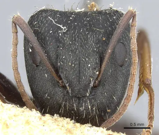 Camponotus termitarius specimen CASENT0905211 image casent0905211_2