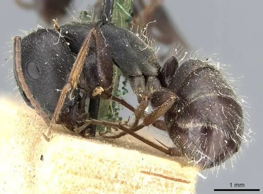 Camponotus termitarius specimen CASENT0905211 image casent0905211_3