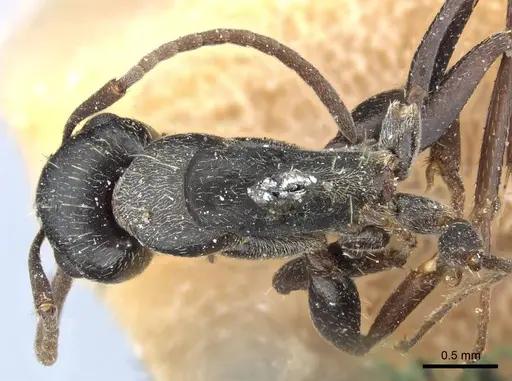 Camponotus termitarius specimen CASENT0905212 image casent0905212_1