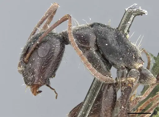 Camponotus termitarius specimen CASENT0905212 image casent0905212_3