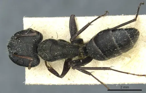 Camponotus termitarius specimen CASENT0912030 image casent0912030_1