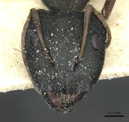 Camponotus termitarius specimen CASENT0912030 image casent0912030_2