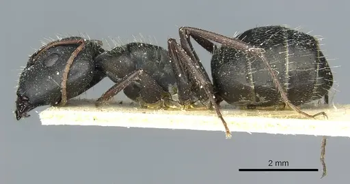 Camponotus termitarius specimen CASENT0912030 image casent0912030_3