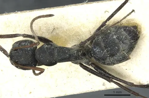 Camponotus termitarius specimen CASENT0912031 image casent0912031_1