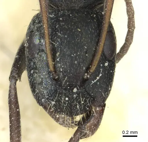 Camponotus termitarius specimen CASENT0912031 image casent0912031_2