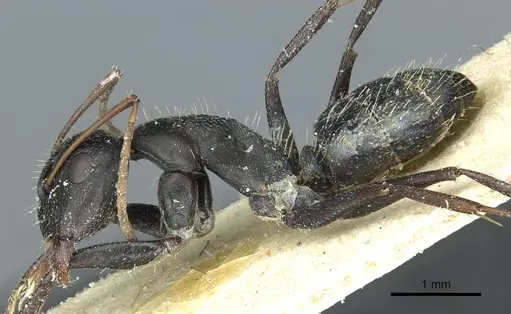 Camponotus termitarius specimen CASENT0912031 image casent0912031_3