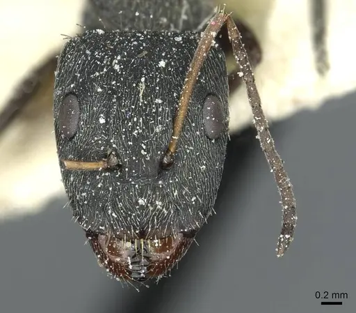 Camponotus termitarius specimen CASENT0912032 image casent0912032_2
