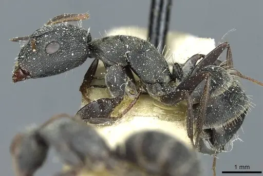 Camponotus termitarius specimen CASENT0912032 image casent0912032_3