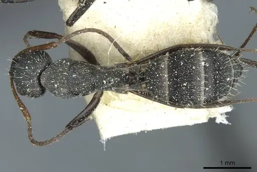 Camponotus termitarius specimen CASENT0912033 image casent0912033_1