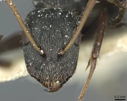 Camponotus termitarius specimen CASENT0912033 image casent0912033_2