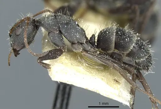 Camponotus termitarius specimen CASENT0912033 image casent0912033_3
