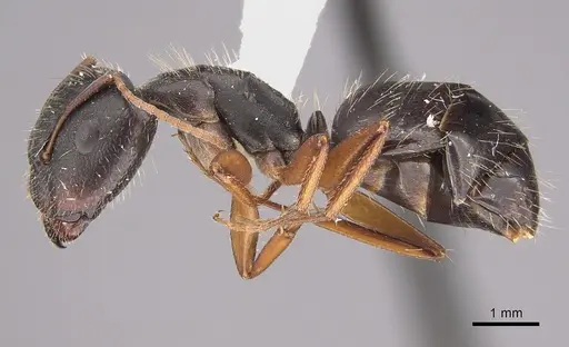 Camponotus termitarius specimen CASENT0923557 image casent0923557_1