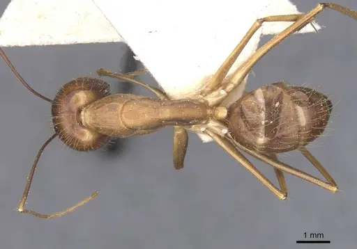 Camponotus terricola specimen CASENT0912057 image casent0912057_1