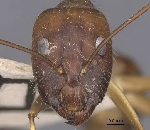 Camponotus terricola specimen CASENT0912057 image casent0912057_2