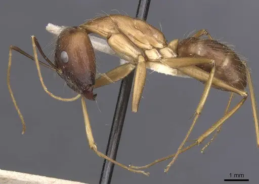 Camponotus terricola specimen CASENT0912057 image casent0912057_3