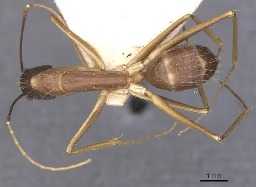 Camponotus terricola specimen CASENT0912058 image casent0912058_1