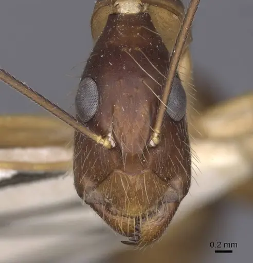 Camponotus terricola specimen CASENT0912058 image casent0912058_2