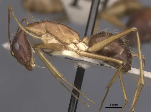 Camponotus terricola specimen CASENT0912058 image casent0912058_3