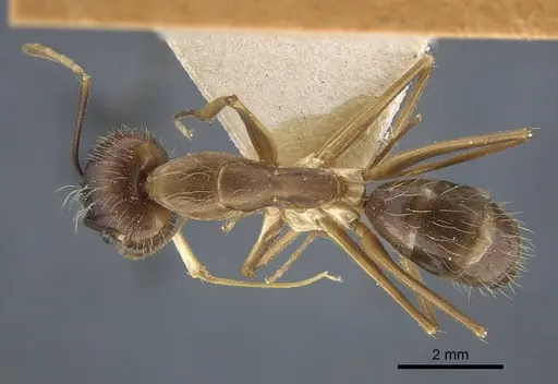 Camponotus terricola specimen CASENT0917149 image casent0917149_1