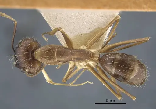 Camponotus terricola specimen CASENT0917149 image casent0917149_2