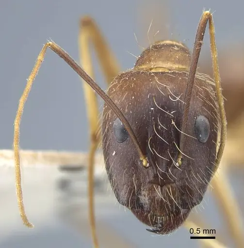 Camponotus terricola specimen CASENT0917149 image casent0917149_3