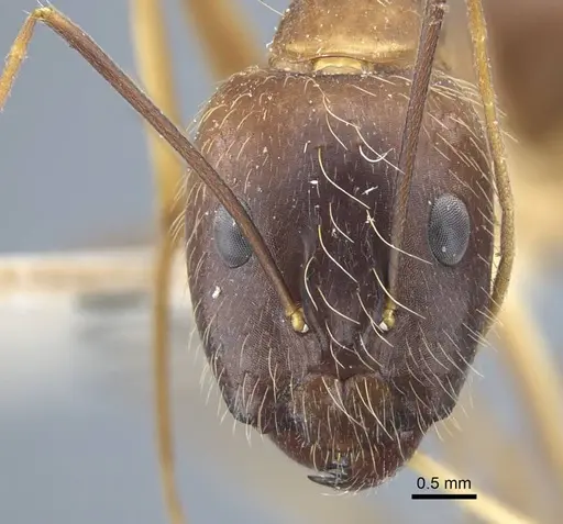 Camponotus terricola specimen CASENT0917149 image casent0917149_4