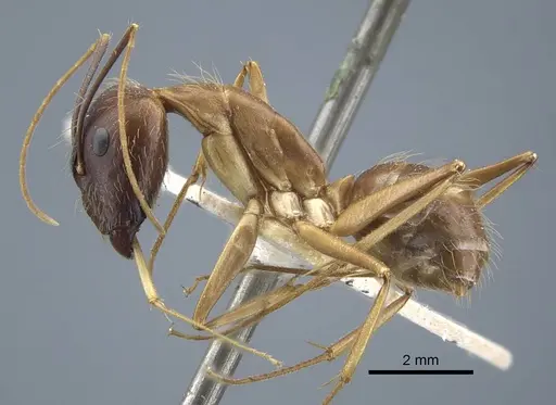 Camponotus terricola specimen CASENT0917149 image casent0917149_5
