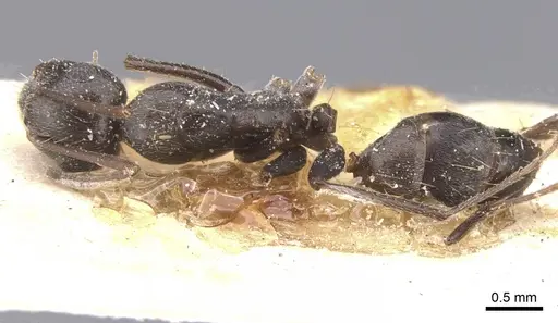 Camponotus territus specimen CASENT0911694 image casent0911694_1