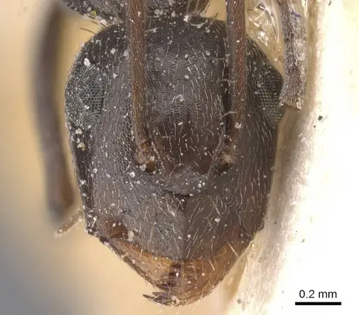 Camponotus territus specimen CASENT0911694 image casent0911694_2