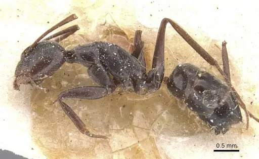 Camponotus territus specimen CASENT0911694 image casent0911694_3