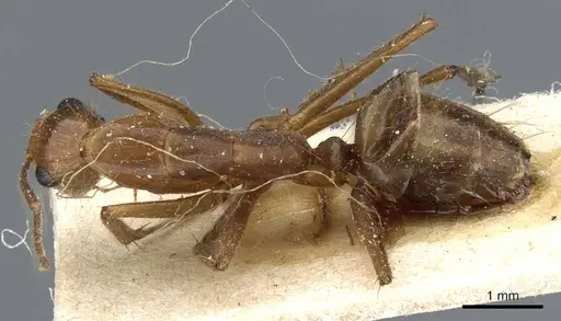 Camponotus testaceus specimen CASENT0905200 image casent0905200_1