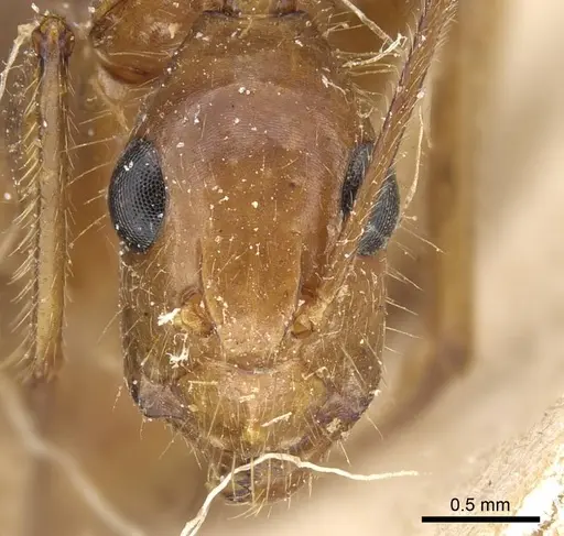 Camponotus testaceus specimen CASENT0905200 image casent0905200_2