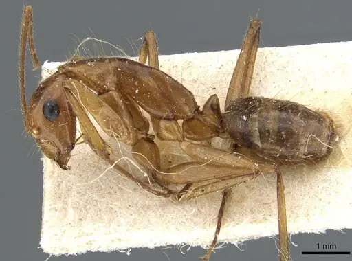 Camponotus testaceus specimen CASENT0905200 image casent0905200_3