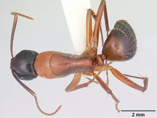 Camponotus texanus specimen CASENT0104764 image casent0104764_1