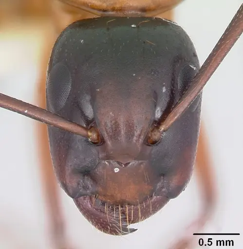 Camponotus texanus specimen CASENT0104764 image casent0104764_2