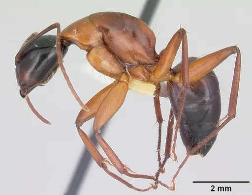 Camponotus texanus specimen CASENT0104764 image casent0104764_3