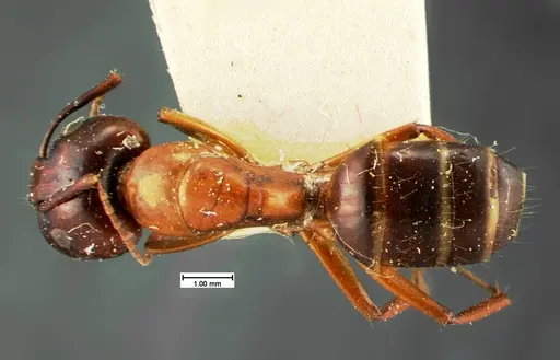 Camponotus texanus specimen CASENT0105588 image casent0105588_1