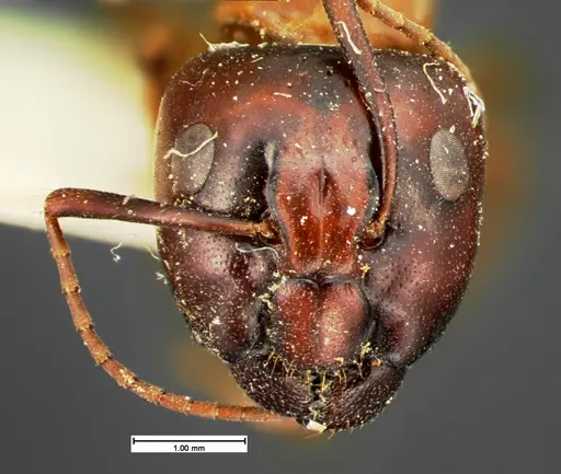 Camponotus texanus specimen CASENT0105588 image casent0105588_2