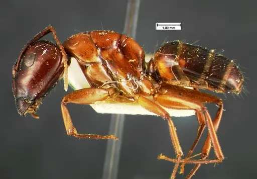 Camponotus texanus specimen CASENT0105588 image casent0105588_3