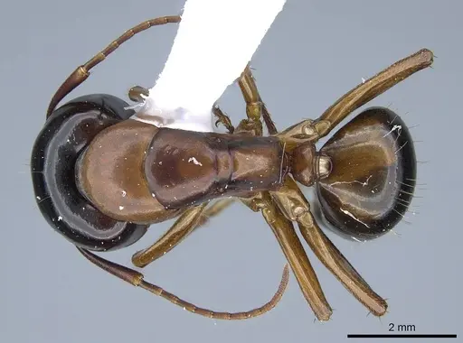 Camponotus texanus specimen CASENT0914440 image casent0914440_1