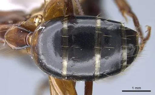 Camponotus texanus specimen CASENT0914440 image casent0914440_2