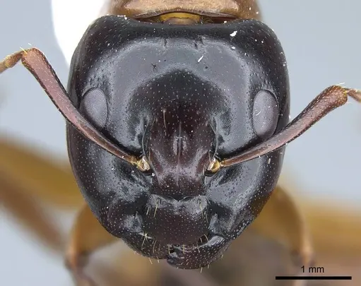 Camponotus texanus specimen CASENT0914440 image casent0914440_3
