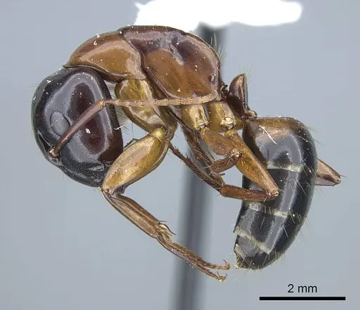 Camponotus texanus specimen CASENT0914440 image casent0914440_4