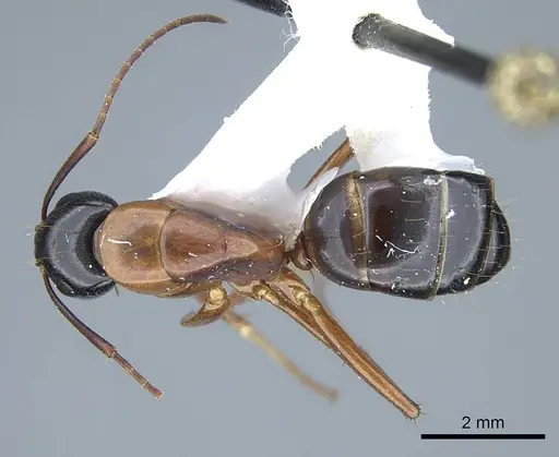 Camponotus texanus specimen CASENT0914441 image casent0914441_1