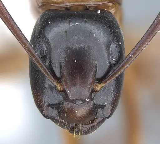 Camponotus texanus specimen CASENT0914441 image casent0914441_2